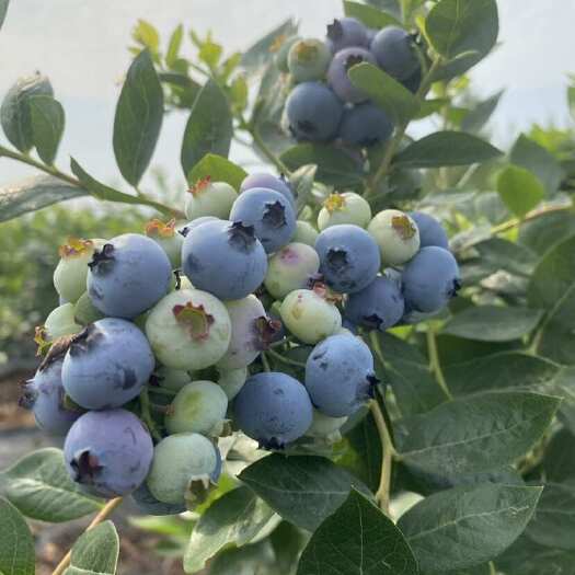 青岛蓝莓种植基地