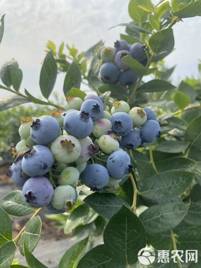 蓝莓种植基地