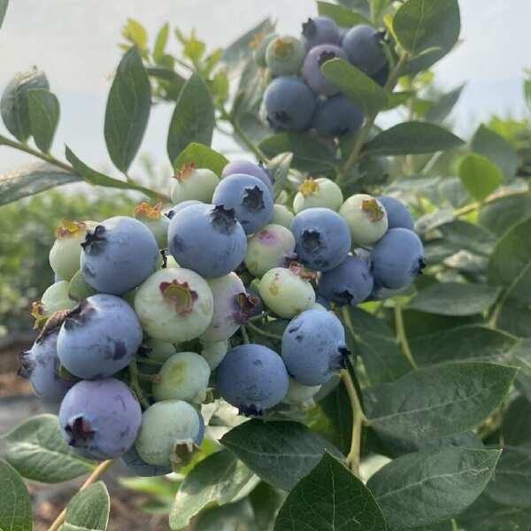 蓝莓种植基地