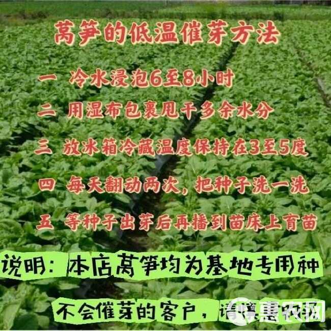 莴笋种子夏青耐高温香莴笋绿皮绿肉尖叶抗病夏播基地专用蔬菜种籽