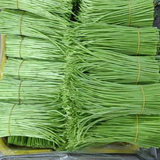 昆明藜蒿