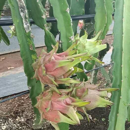 遂溪县毛果