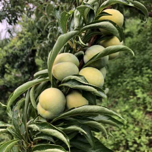 梓潼县20万斤蜂糖李