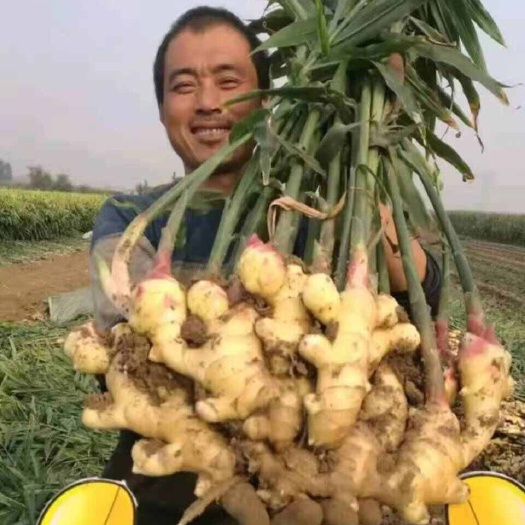 莒縣大黃姜 鮮姜 代發(fā)代存 規(guī)格齊全 貨量充足