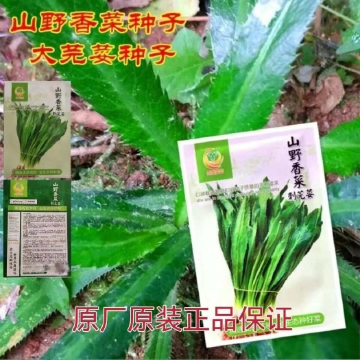 宿迁山野香菜种子刺芫荽种子