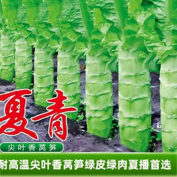 莴笋种子夏青耐高温香莴笋绿皮绿肉尖叶抗病夏播基地专用蔬菜种籽