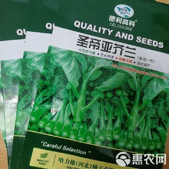 圣帝亚芥兰种子蔬菜种子芥蓝菜籽青菜籽四季种植速生无筋杂交一代