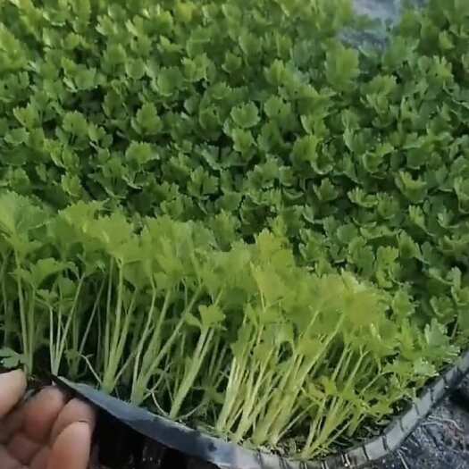 邯郸优质芹菜苗