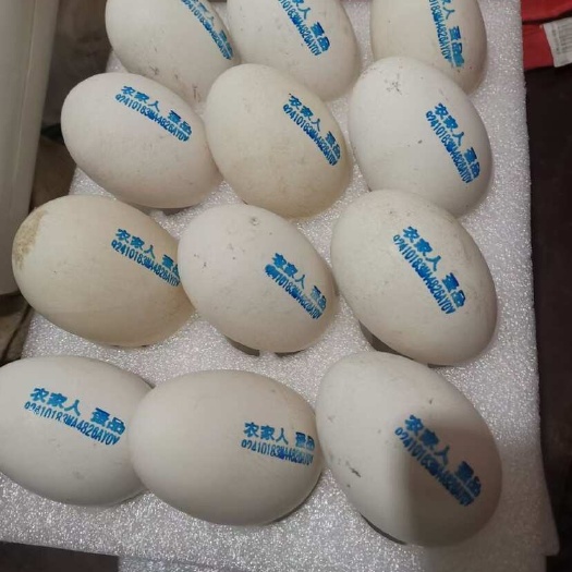 中牟县农家鲜鹅蛋