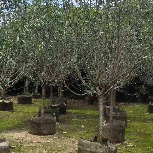 揭阳碧桃8～9公分基地直销 大小规格齐全 有需要的老板欢迎来电