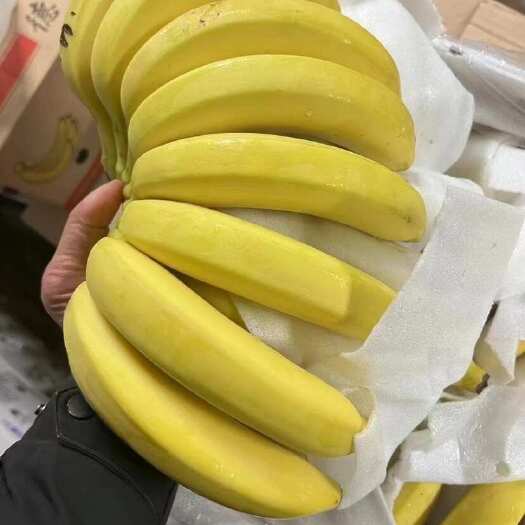 上海精品二黄蕉 大量现货。