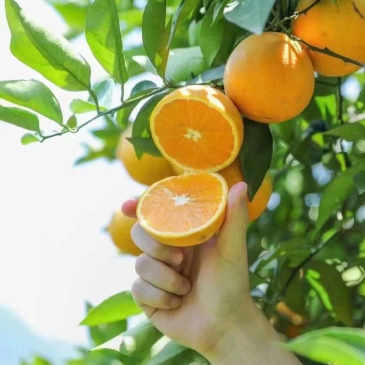 【秭归夏橙】挂树鲜果 产地直供 酸甜爽口 多汁化渣 天然橙香