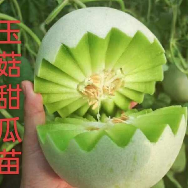 甜瓜苗博洋九 羊角蜜 绿宝 直播苗嫁接苗品种好产量高基地直发