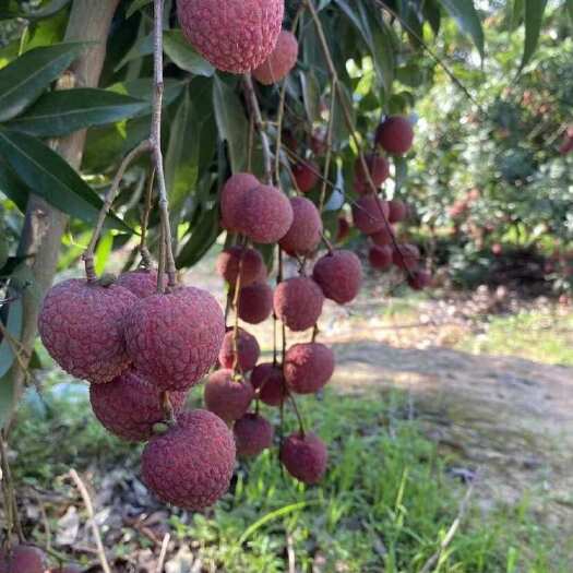 陆丰市黑叶荔枝  香甜核小无蛀