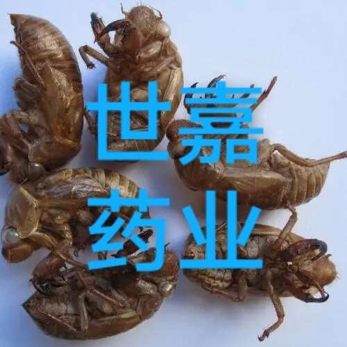 安国市蝉蜕 水洗货 蝉衣 虫退 蝉壳 选货 新货干净