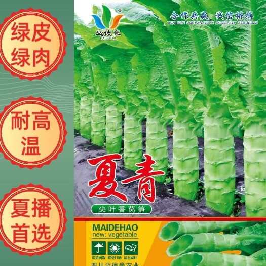 武汉莴笋种子夏青耐高温香莴笋绿皮绿肉尖叶抗病夏播基地专用蔬菜种籽