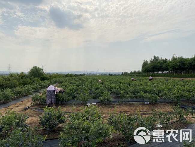 蓝莓种植基地