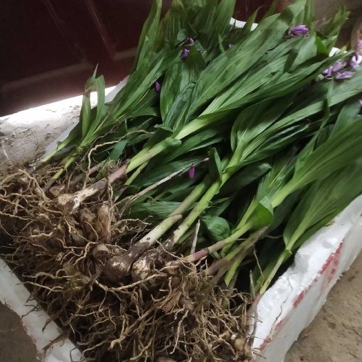 筠连县宽叶紫花三叉大白芨苗出售，欢迎需要顾客咨询订购。