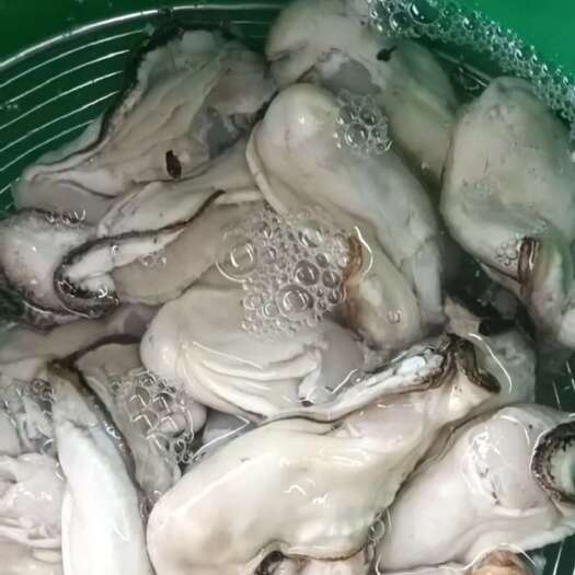  鲜蚝肉