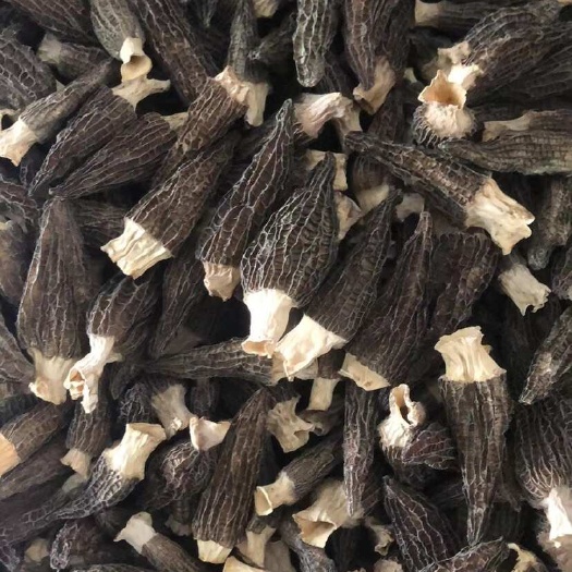 城固县（新货）羊肚菌性价比，一手货源，各种规格齐全