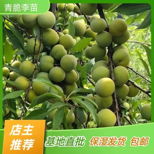 简阳市青脆李子苗 早熟清脆李子树苗 嫁接苗产地直销【批发】技术指导