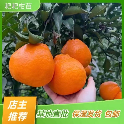 简阳市耙耙柑苗 春见苗 耙耙柑橘苗 嫁接苗产地直销【批发】技术指导