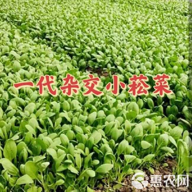 杂交菘菜种子好吃易种无纤维速生直立长柄耐热耐寒耐抽苔四季播种