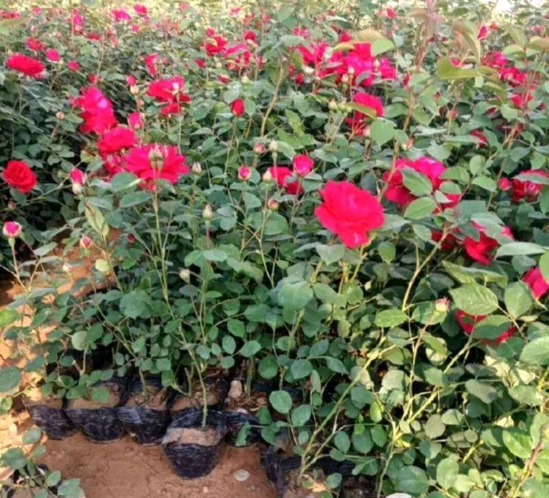 蔷薇 蔷薇杯苗 陕西蔷薇苗 蔷薇树苗基地批发 营养钵 杯苗