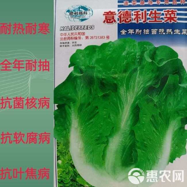 生菜种子意大利全年耐抽苔蔬菜种籽耐热耐寒脆甜生吃抗病四季基地