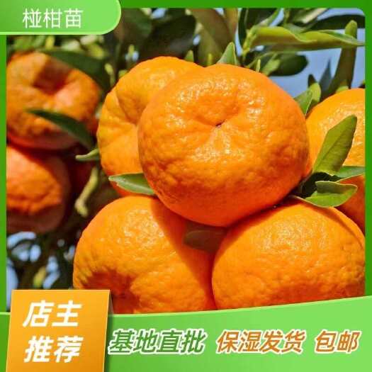 简阳市椪柑苗 晚碰橘子苗 碰柑树苗 嫁接苗产地直销【批发】技术指导