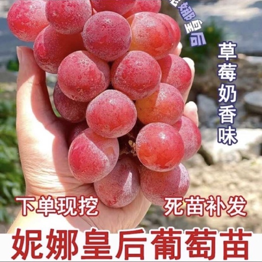 绥中县妮娜皇后葡萄苗 3309根系101-14根系 夏黑根系嫁接苗