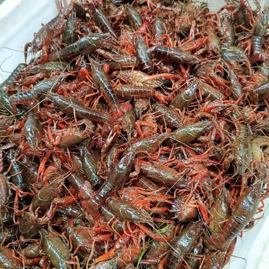 小龙虾