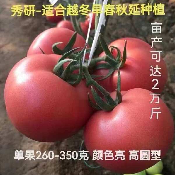 西红柿种子大果硬粉普罗旺斯瑞粉秀妍早春越夏秋延越冬种植