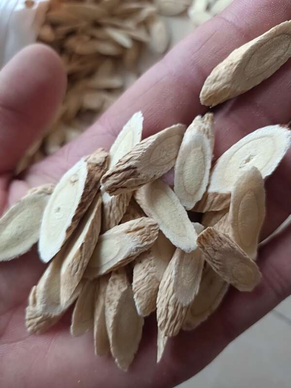棉黄芪切片