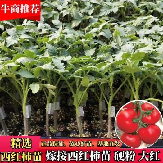 西红柿苗,大红果,红圆168,迪雅2号高抗病毒耐热耐裂产量高