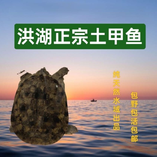 本地土甲鱼水鱼团鱼，源于河流湖泊天然水域，好水养好鱼