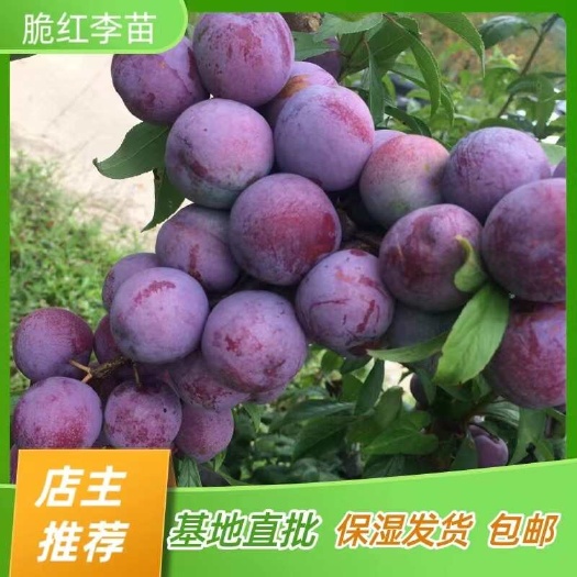 简阳市脆红李子苗 脱骨五月脆李子苗 嫁接苗产地直销【批发】技术指导