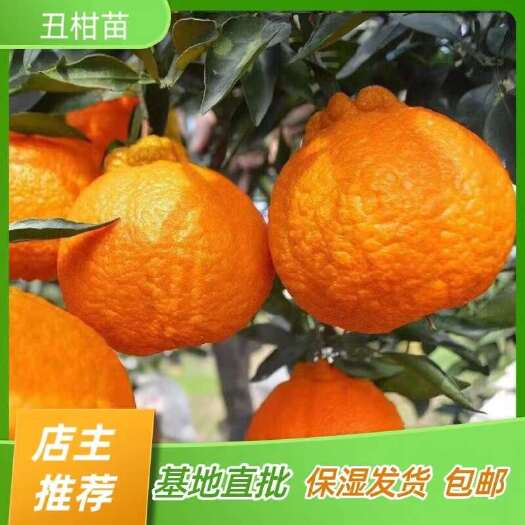 简阳市丑柑苗 不知火苗 橘子柑橘苗 嫁接苗产地直销【批发】技术指导