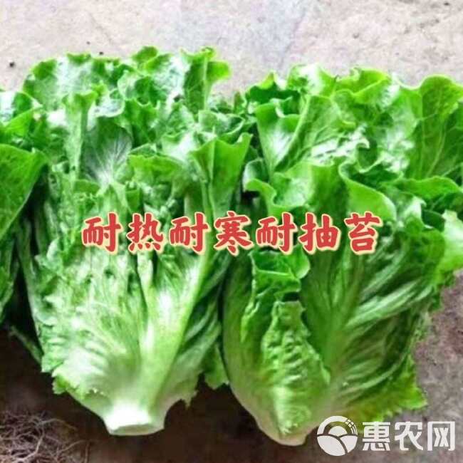 生菜种子意大利全年耐抽苔蔬菜种籽耐热耐寒脆甜生吃抗病四季基地