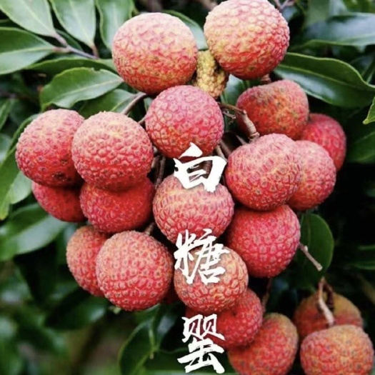 灵山县白糖罂荔枝苗正品嫁接苗带土带叶发货广西灵山苗圃基地直销包邮的