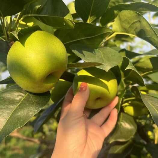 苍溪县脆冠梨
