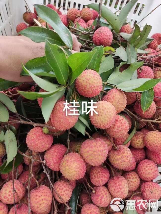 高州老树桂味荔枝