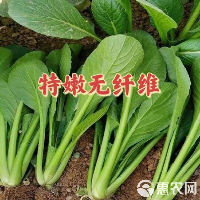 杂交菘菜种子好吃易种无纤维速生直立长柄耐热耐寒耐抽苔四季播种