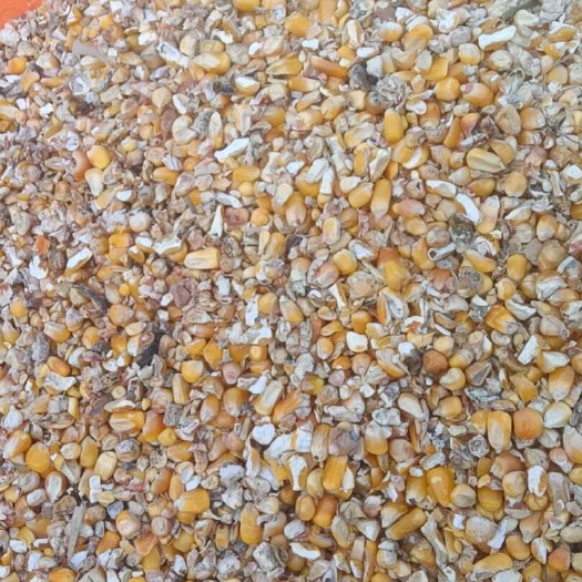 宿州玉米渣养殖用玉米皮高中低档碎玉米酒精粮