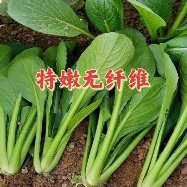 杂交菘菜种子好吃易种无纤维速生直立长柄耐热耐寒耐抽苔四季播种