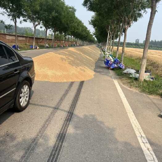 小麦