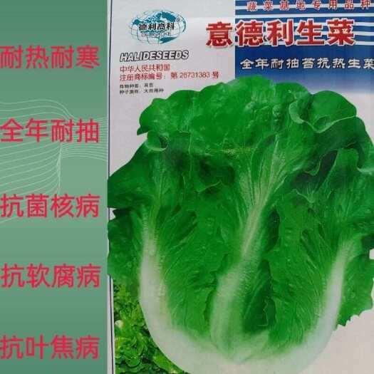 武汉生菜种子意大利全年耐抽苔蔬菜种籽耐热耐寒脆甜生吃抗病四季基地