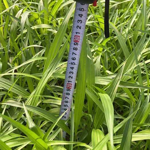 镇雄县白芨苗