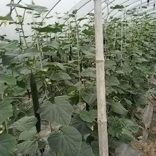 南通带刺的黄瓜你要不要，大量供货，精品，通货，次货，食堂，单位