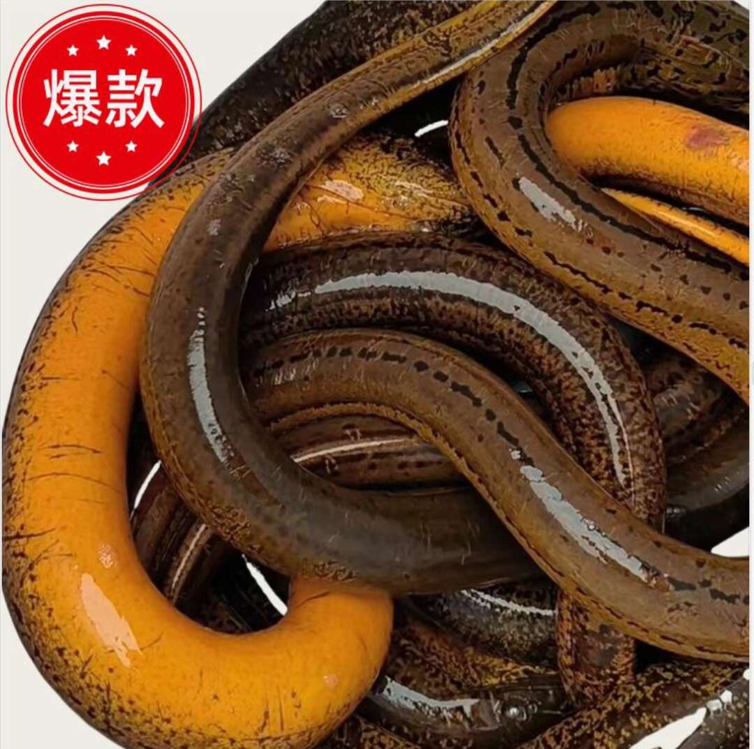 本地土黄鳝稻田鳝鱼外自然生长鲜活捕捞农户一手货源精挑货